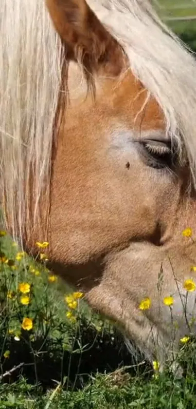 Golden horse grazing amidst yellow flowers on a sunny day.