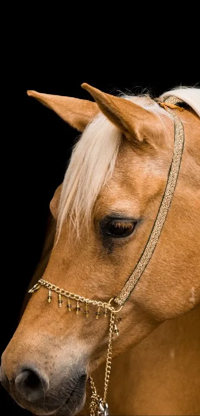 Golden horse with luxurious mane on a black background.