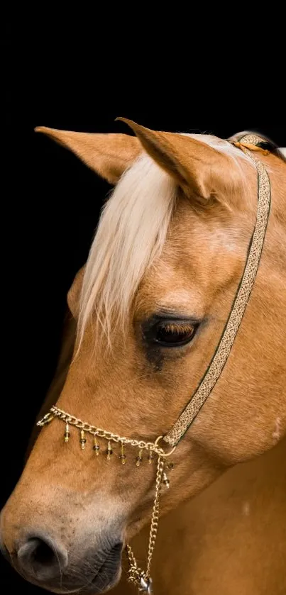 Golden horse with adornments on black background, equine wallpaper.