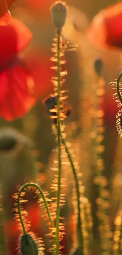 Golden hour poppies with soft light and dreamy background.