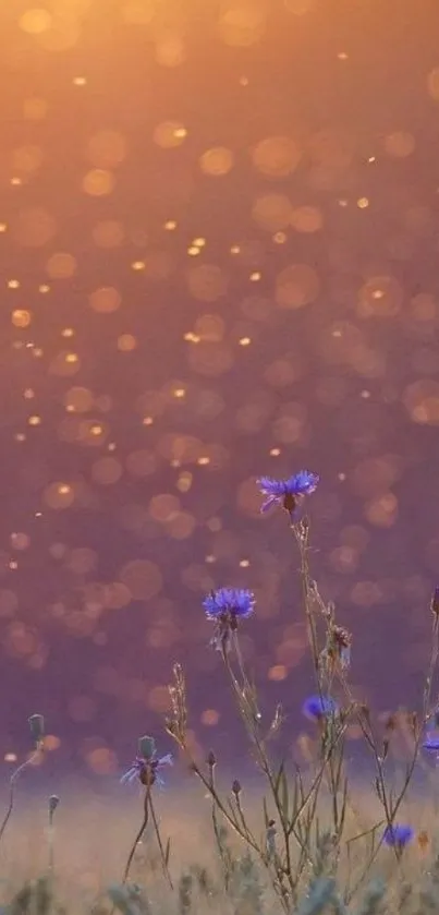 Wildflowers glowing in golden sunset light with bokeh in the background.