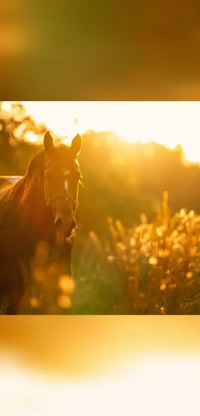 Horse in a golden hour field with warm sunlight.