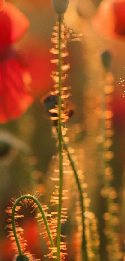 Glowing poppies during golden hour in a serene outdoor setting.