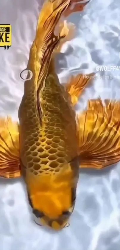 Golden Koi Fish in Water - free download