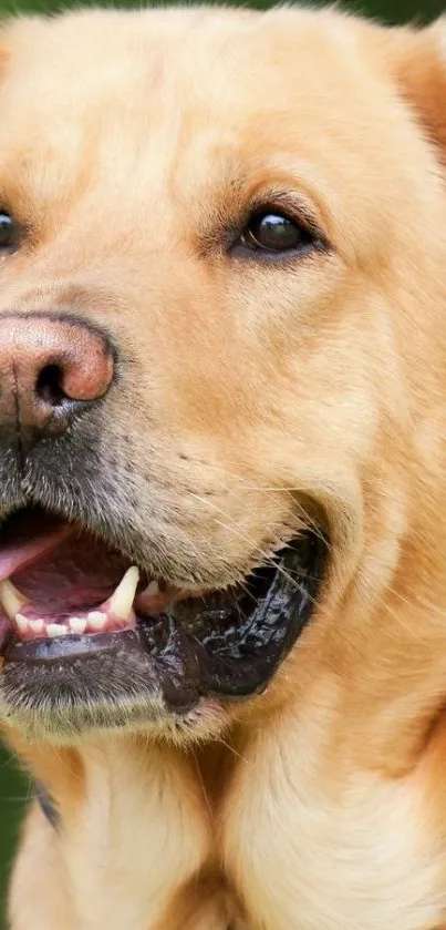 Golden Labrador on green background, tongue out.