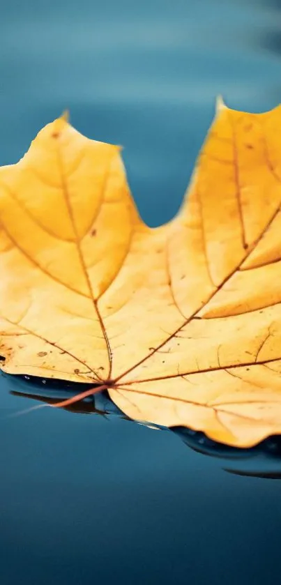 Yellow autumn leaf floating on water surface.