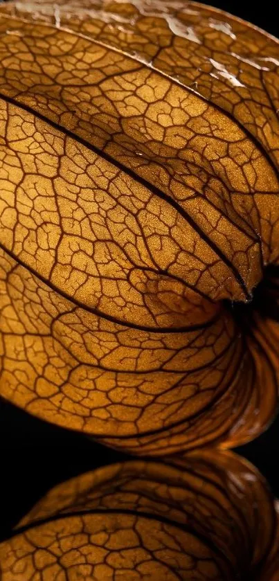 Golden leaf with intricate texture on black background.