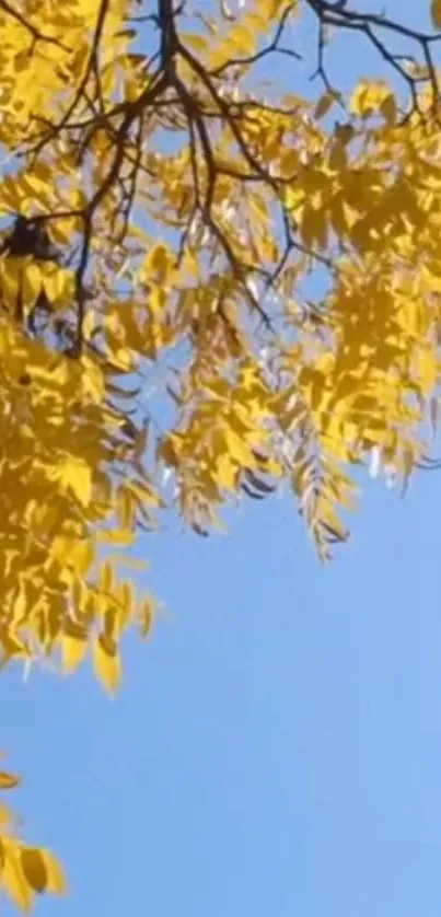 Golden leaves against a bright blue sky in this mobile wallpaper.