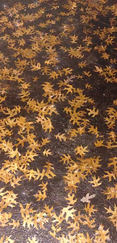 Golden autumn leaves scattered on wet ground.