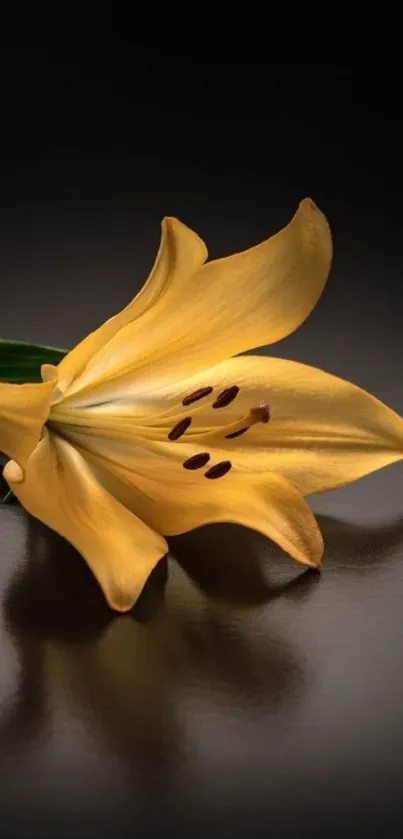 Golden lily with a reflection on a black background, elegant and minimalist.