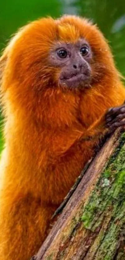 Golden lion tamarin on a tree branch in vivid natural setting.