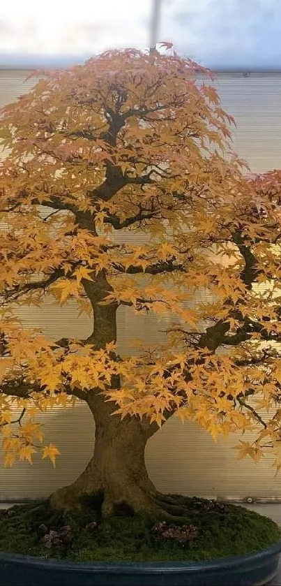 Golden bonsai tree with autumn leaves on display.