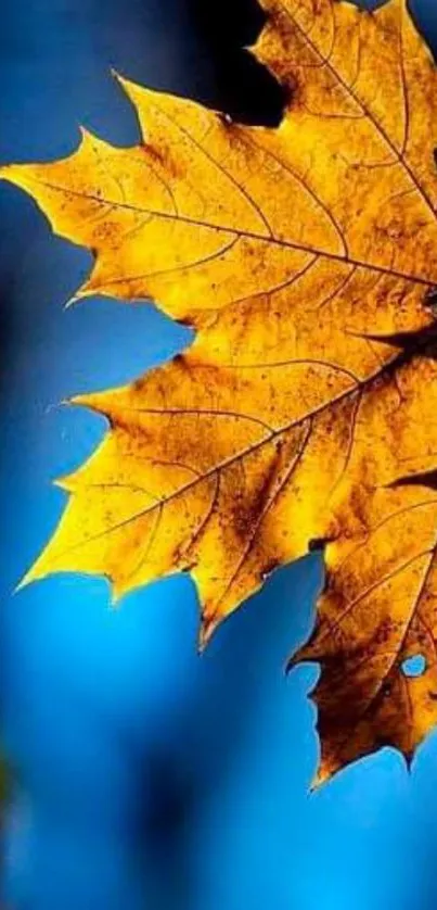 Golden maple leaf with blue background.