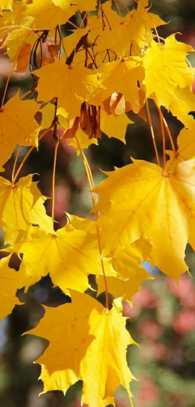 Golden maple leaves in autumn forest.