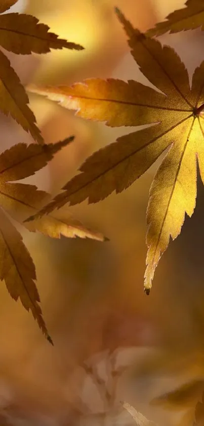 Golden maple leaves on a mobile wallpaper showcasing autumn beauty.