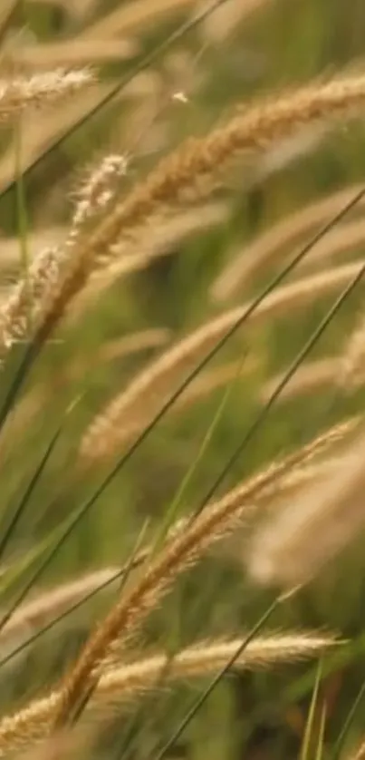 Golden grass in a tranquil field with blurred background.