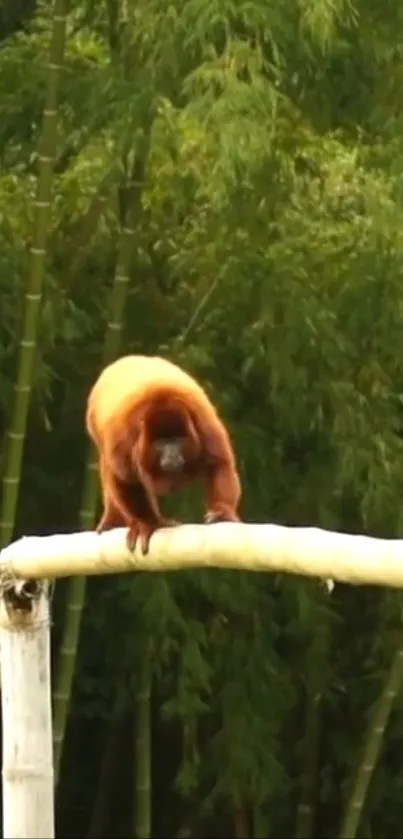 Golden monkey standing on bamboo in lush green bamboo forest.