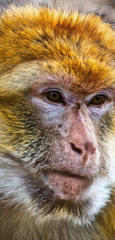 Close-up of a Barbary macaque with golden brown fur, perfect for nature lovers.