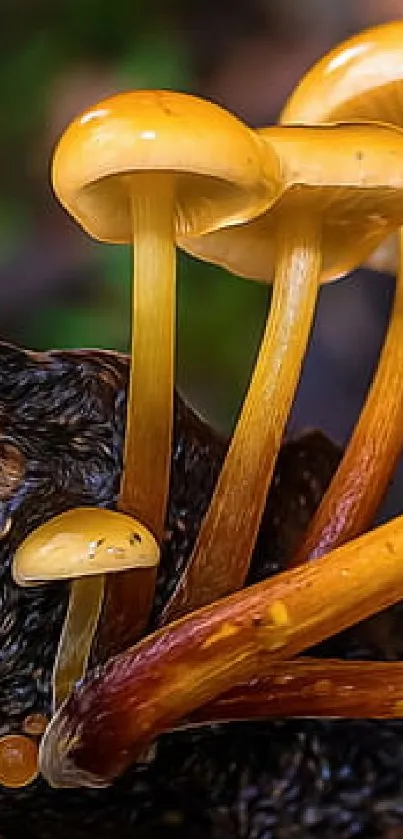 Golden mushrooms growing on textured wood in a natural setting.