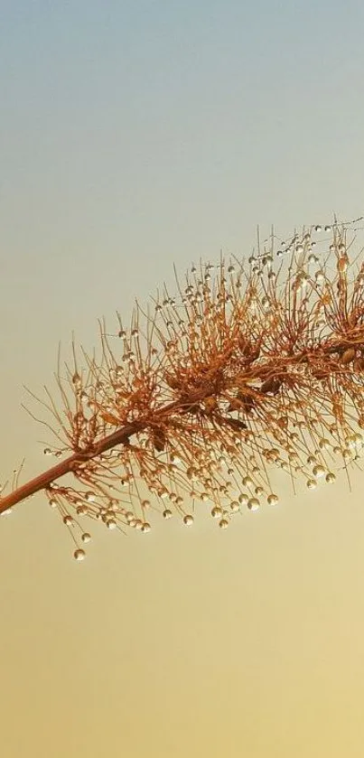 Golden grass with dew in serene nature wallpaper.