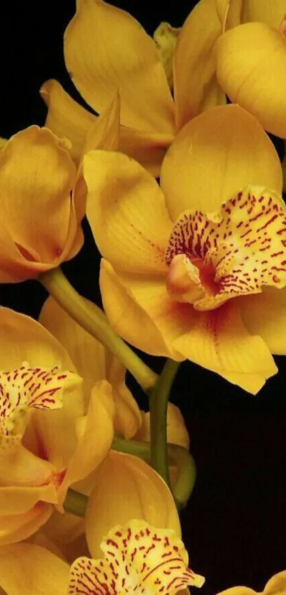 Golden orchids beautifully arranged against a dark background in this phone wallpaper.