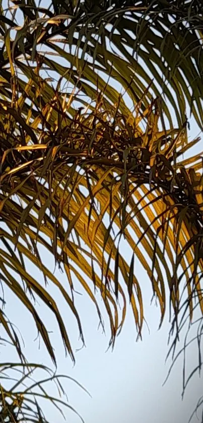 Golden palm leaves silhouetted against a blue sky.