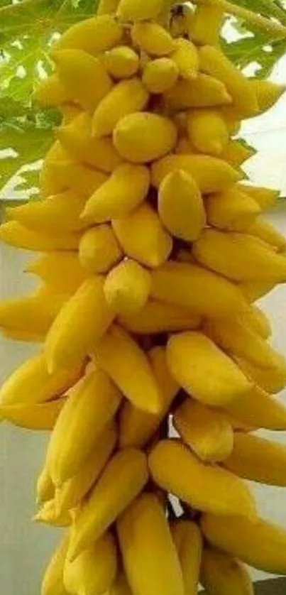 A vibrant golden papaya cluster hanging on the tree.