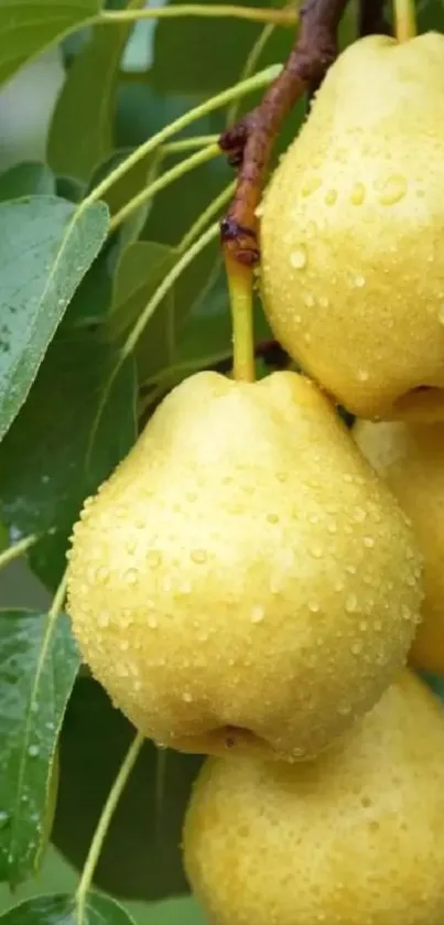 Close-up of golden pears with dewdrops hanging from a tree branch.