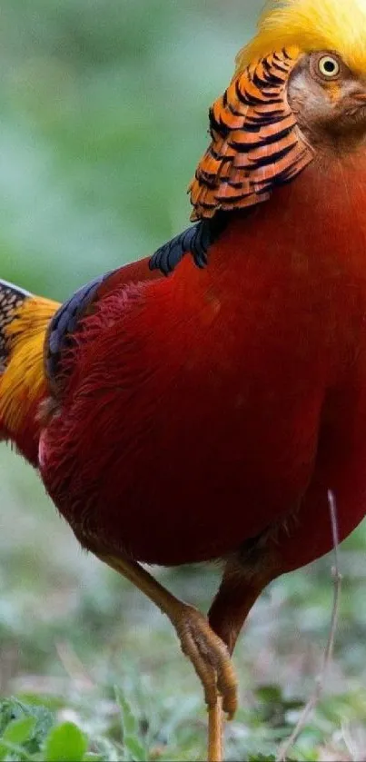 Golden pheasant with vibrant colors in nature wallpaper.