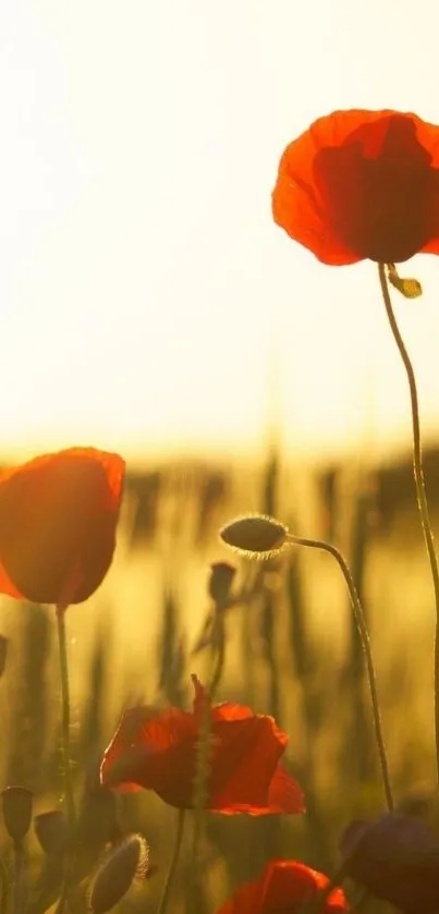 Golden poppy field wallpaper with vibrant red flowers at sunset.