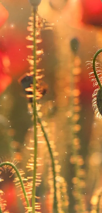 Golden poppy sunrise with warm hues and serene nature view.