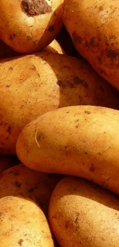 Golden potatoes close-up wallpaper for mobile.