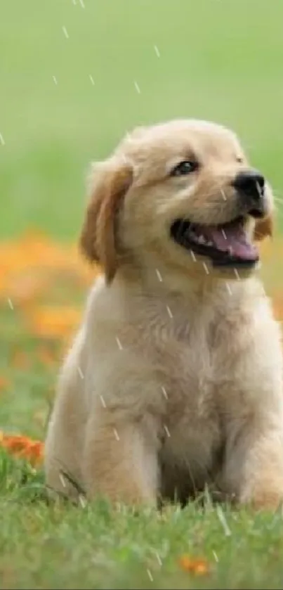 Golden retriever puppy on grass with fallen autumn leaves