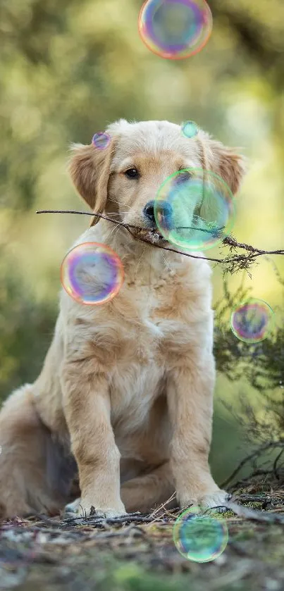 Golden retriever puppy with twig in forest setting.