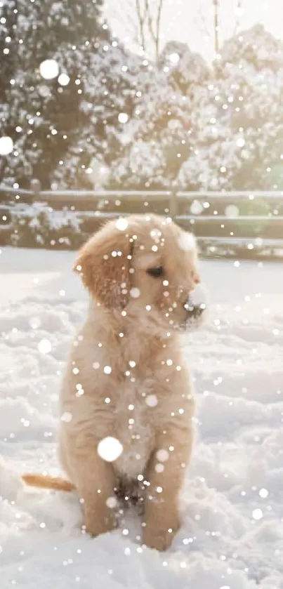 Cute golden retriever puppy playing in the snow.