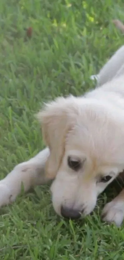 Golden retriever puppy laying on lush green grass.