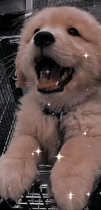 Golden retriever puppy in a shopping cart, happy and playful.