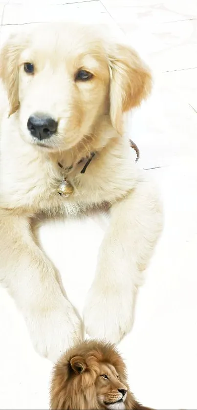 Golden retriever puppy with a lion on a bright background.