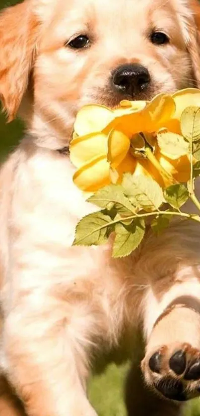 Cute golden retriever puppy with yellow rose in mouth, outdoors.