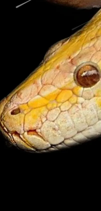 Golden python scales on black background, detailed closeup.