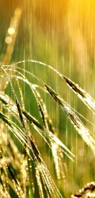 Sunlit rain falls gently on green grass, creating a serene nature scene.