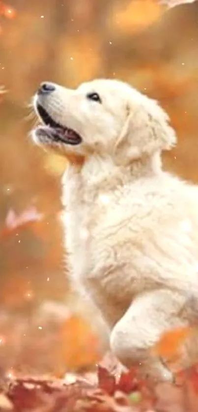 Golden retriever playing in autumn leaves with vibrant orange background.