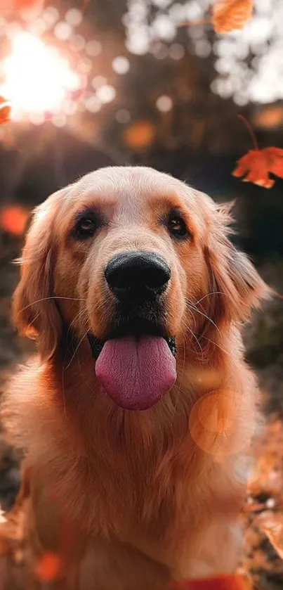 Golden retriever with autumn leaves background.