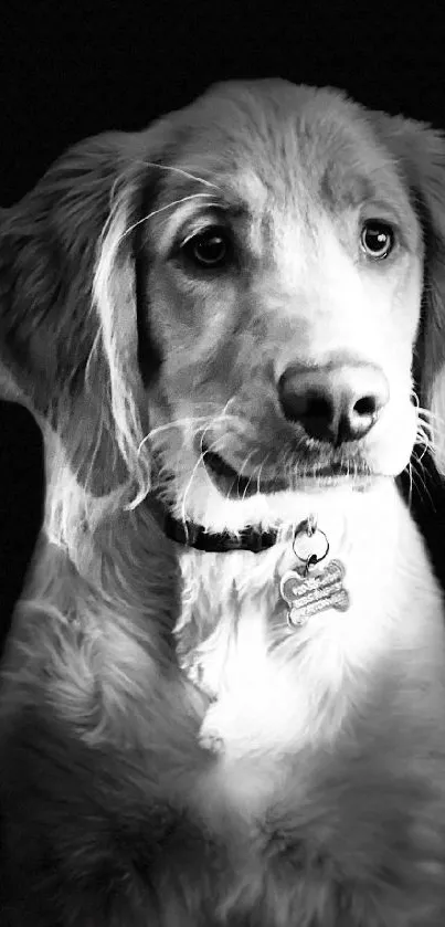 Black and white image of a golden retriever puppy.