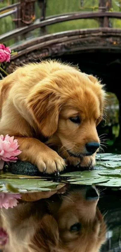 Golden Retriever puppy lying by a pond with flowers.