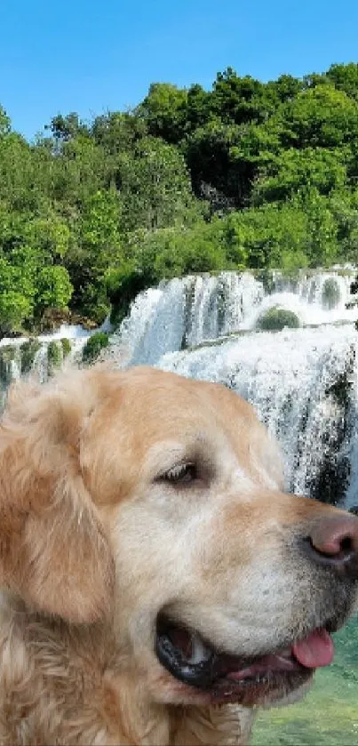 Golden retriever by waterfall and greenery.