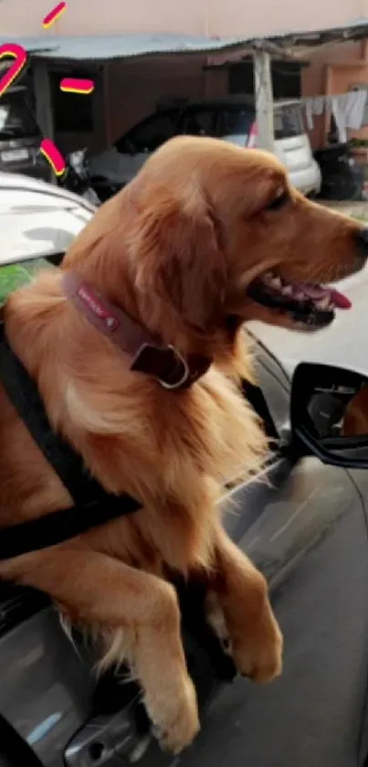 Golden Retriever joyfully hanging from car window.