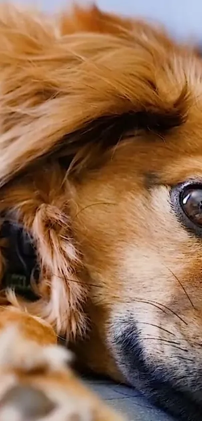 Close-up of a golden retriever's face with expressive eyes.