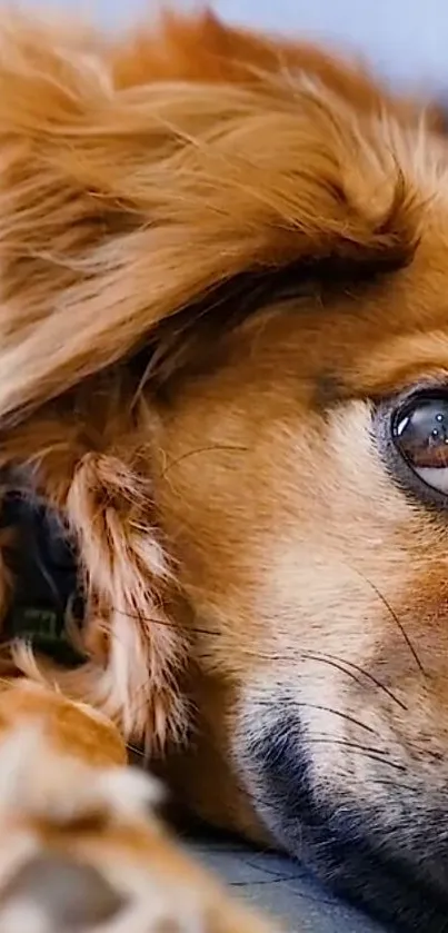 Close-up of a Golden Retriever's face with intricate fur details.