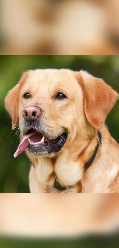 Golden Retriever smiling against a green blurry background.